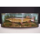 Taxidermy - A Pike in a naturalistic setting, by John Cooper & Sons, 28 Radnor Street, St Luke's,