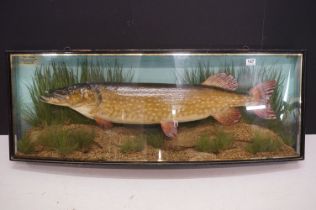 Taxidermy - A Pike in a naturalistic setting, by John Cooper & Sons, 28 Radnor Street, St Luke's,