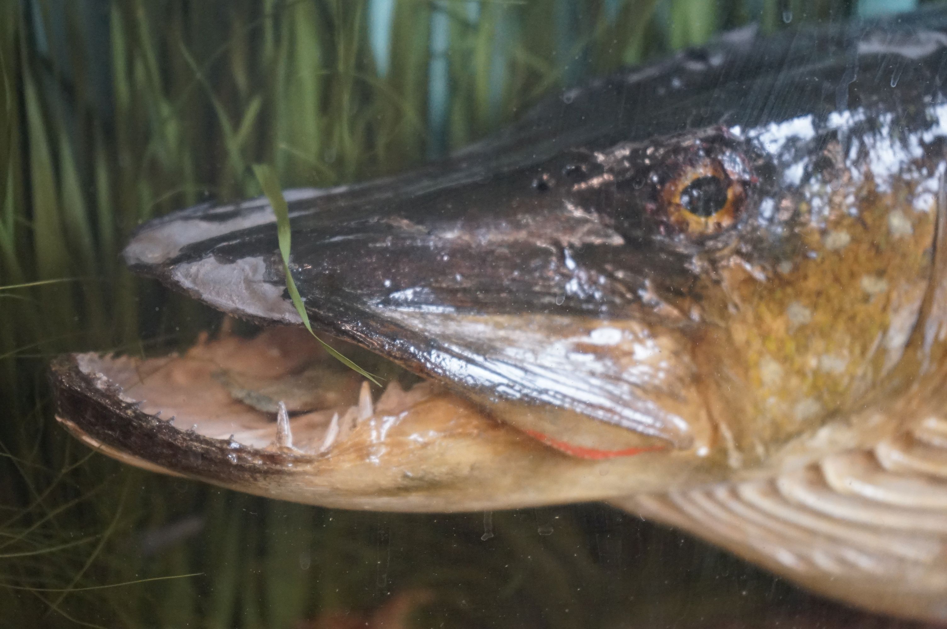 Taxidermy - A Pike in a naturalistic setting, by John Cooper & Sons, 28 Radnor Street, St Luke's, - Image 8 of 8