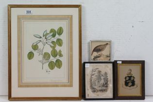 Botanical print, Pterocarpus Furvus, 37 x 25cm, a 19th century English titled family crest and