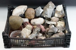 A mixed collection of fossils and stone specimens