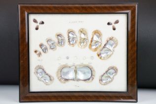 Framed presentation of the life cycle of a cultured pearl, approx 35cm x 29cm (overall size)