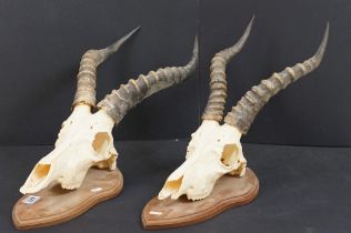 Taxidermy - A pair of Antelope skulls & horns, mounted on shield-shaped wooden wall plaques. Largest