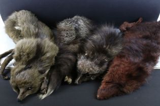 A group of three vintage fur stole's