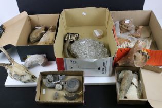 Collection of assorted fossils and specimens to include a large lower jaw with teeth fossil (found