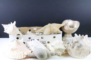 Collection of assorted shells to include conch shells, star fish and a nautilus type shell mounted