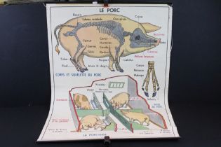 Mid Century French anatomical poster being double sided featuring 'Le Porc' and 'Le Chat', with