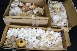 Collection of seashells to include conch shells, cowrie shells, clam shells, sea urchin, etc. (3