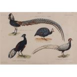 19th Century, Ornithological Study of Birds (Guinea Fowl etc), Coloured print, 6.75" x 10" (17cm x
