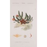 19th Century, Botanical Study of Stapelia, Coloured print, 10.5" x 6" (26cm x 15cm), together with