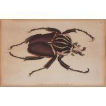 Early to Mid 19th Century, Three Entomological Studies including a Beetle, Print, 7.75" x 5" (19cm x