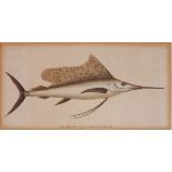 Early to Mid 19th Century, Four Ichthyological Studies including a Swordfish, Print, 4.25" x 8.