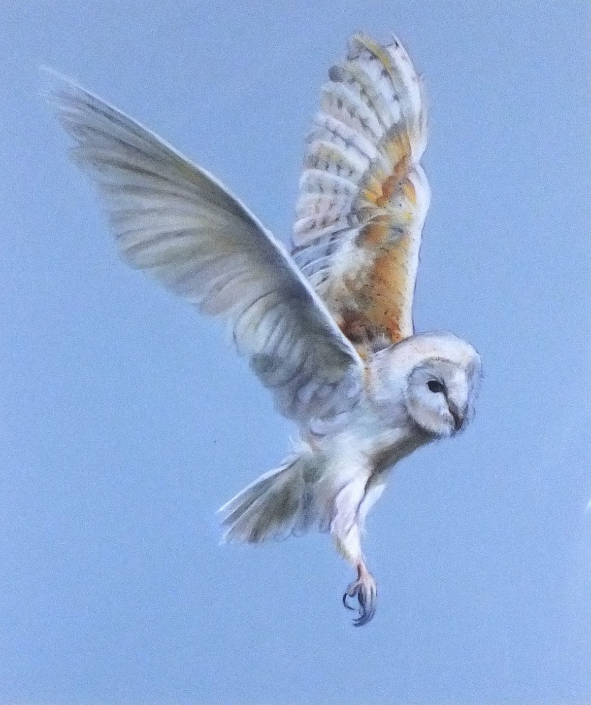 Lucinda COLDREY (British 20th/21st Century) Barn Owl, Lithograph, Signed and numbered 1/250 to