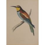 19th Century, Bee-Eater, Coloured print, 8" x 5.75" (20cm x 14cm), together with another six