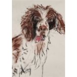 Barbara KARN (British b. 1949) Springer, Pastel on paper, signed lower left, 16" x 11" (40cm x