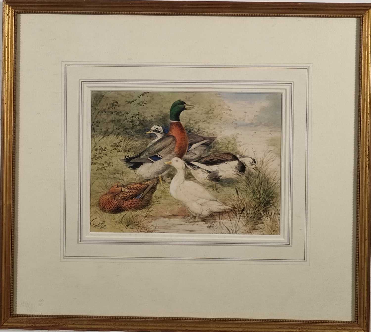 Joseph W. LUDLOW (British 1840-1915) Five assorted ducks on a riverbank, Watercolour, Signed and - Image 2 of 12