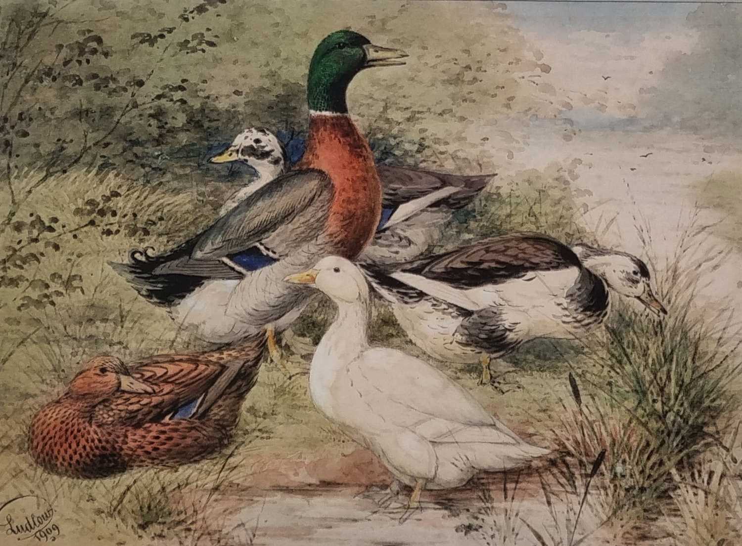 Joseph W. LUDLOW (British 1840-1915) Five assorted ducks on a riverbank, Watercolour, Signed and - Image 10 of 12