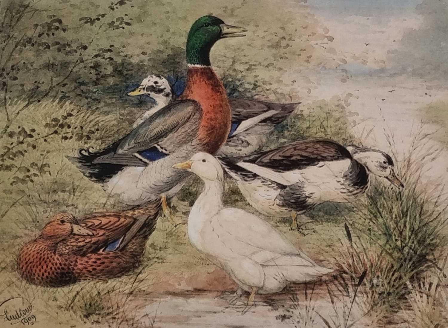 Joseph W. LUDLOW (British 1840-1915) Five assorted ducks on a riverbank, Watercolour, Signed and - Image 4 of 12