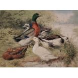 Joseph W. LUDLOW (British 1840-1915) Five assorted ducks on a riverbank, Watercolour, Signed and