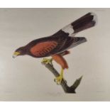 After John James AUDUBON (American 1785-1851) Louisiana Hawk, Reproduction colour print, 23" x