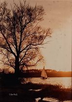 20th Century, The Oak, Photograph, 9.25" x 6.75" (23cm x 17cm)