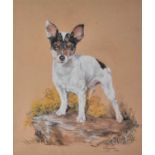 ƚ E W HAYMAN (20th Century) The Fox Terrier, Pastel on paper, Signed and dated 1976 lower right,