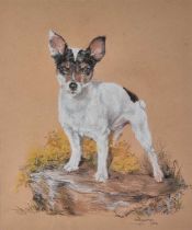 ƚ E W HAYMAN (20th Century) The Fox Terrier, Pastel on paper, Signed and dated 1976 lower right,