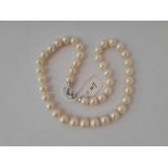 Large pearl uniform necklace 10mm +