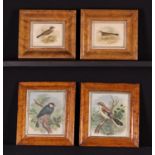 A Group of Four Ornithological Engravings set in moulded birds-eye maple frame with gilt slips: A