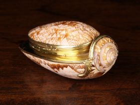 A 19th Century Gold Mounted Snuff Box made from the shell of a Tent Olive Sea Snail (Oliva