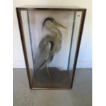 A taxidermy Heron in a glazed case - Height 82cm x 48cm x 29cm