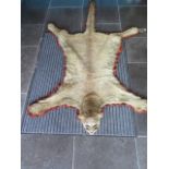 An early 20th century pre 1947 fabric backed taxidermy puma skin and head - 225cm long - some frayin