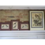 Four framed bird prints the largest of Carolina Turtle Doves - frame size 65cm x 50cm