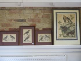 Four framed bird prints the largest of Carolina Turtle Doves - frame size 65cm x 50cm
