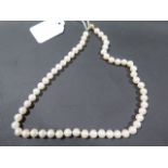 A string of small white cultured pearls fitted with a 9ct yellow gold ball clasp - 440mm long