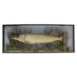 TAXIDERMY. A CASED NORTHERN PIKE, ESOX LUCIUS BY JOHN COOPER & SONS, LATE 19TH / EARLY 20TH