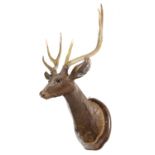 A BLACK FOREST LINDEN WOOD AND ANTLER STAG HEAD TROPHY MOUNT LATE 19TH / EARLY 20TH CENTURY with