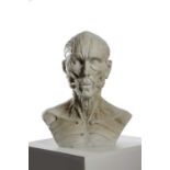 A WHITE MARBLE ANATOMICAL ECORCHE BUST 20TH CENTURY the male head showing veins, arteries, muscles