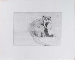 † Phoebe Dickinson (b.1984) Bearded Marmoset, Limited Edition Signed (lower right) Etching 37 x 46cm