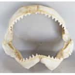 A shark’s open jaw exposing many rows of razor sharp teeth, 39cm wide.