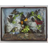 Taxidermy Interest - A diorama to include a hummingbird in naturalistic setting