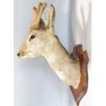 Taxidermy Interest - Five mounted roe deer heads on shield shaped oak plaques