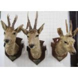 Taxidermy Interest - Three roe deer heads with antlers, mounted on shield shaped boards, dated