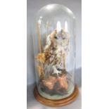 Taxidermy: A Barn Owl perched on a stump amongst dried grass, displayed in a glass dome, 42cm high.