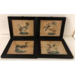 Four Victorian feather and watercolour bird collages, 32 x 39 cm (including frame), framed as a
