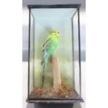 Taxidermy: A Green Budgerigar perched on a stump set on moss, display case 30cm x 17cm.