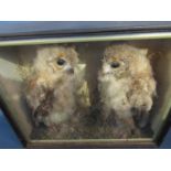 Taxidermy: Two fledgling Barn Owls perched in a naturalistic setting. Display case 47cm x 38cm.