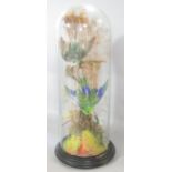Taxidermy: a display of two birds of paradise set in grass land in a Victorian glass dome, 39cm