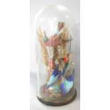 Taxidermy: a display of four birds of paradise set in grass land in a Victorian glass dome, 48cm