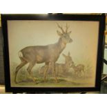 A large framed coloured print on board of a stag hind and fawn in naturalistic setting, 114 cm x
